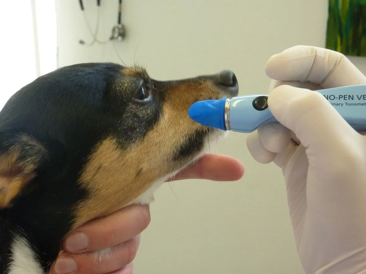 Augendruckmessung bei einem Hund