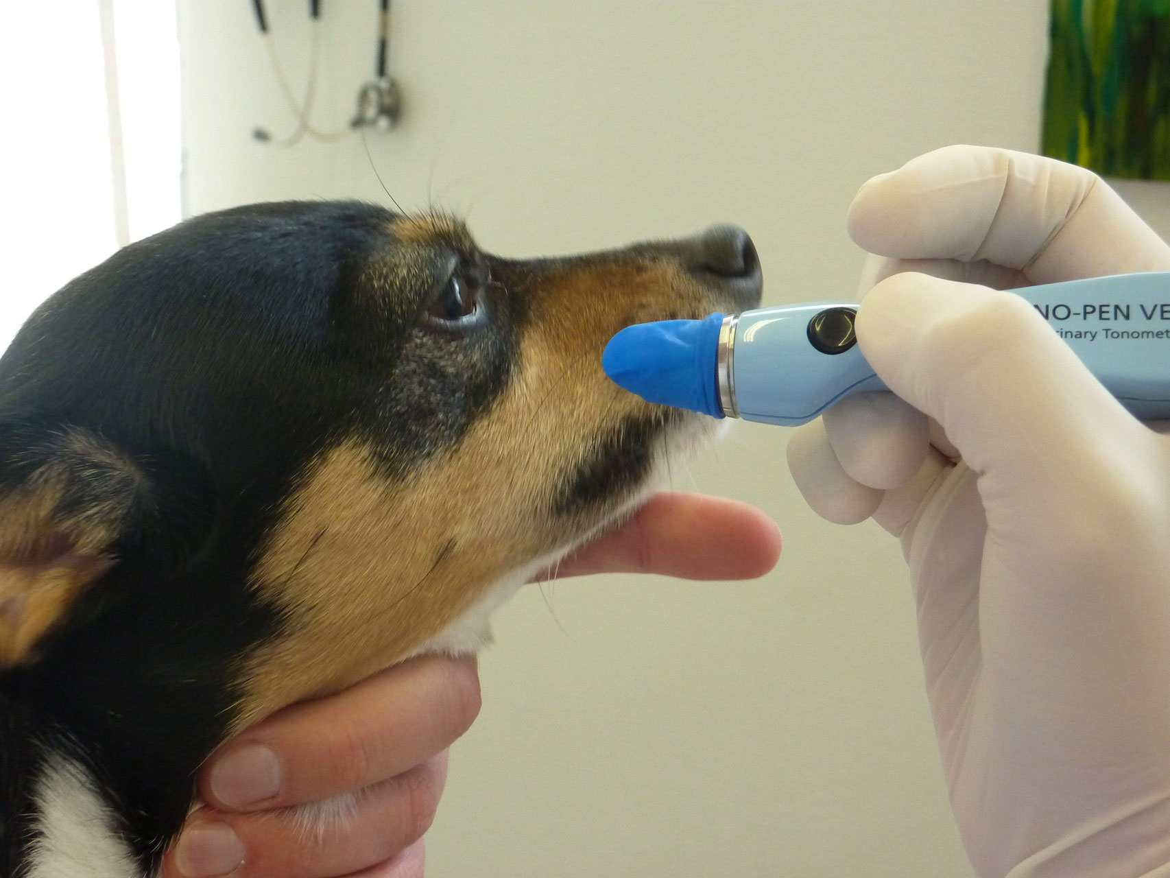 Augendruckmessung bei einem Hund mit dem Tono-Pen