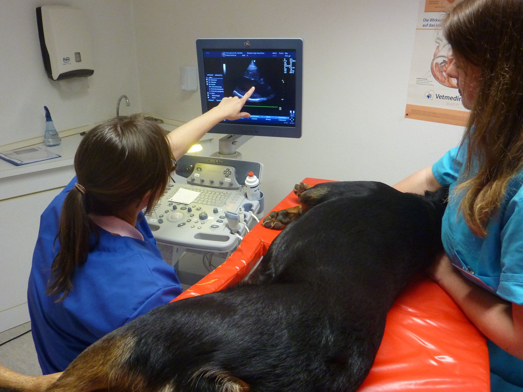 Herzultraschall bei einem Hund