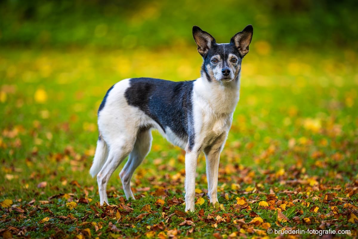 Kleiner schwarz-weißer Hund mit großen Stehohren auf einer Herbstwiese