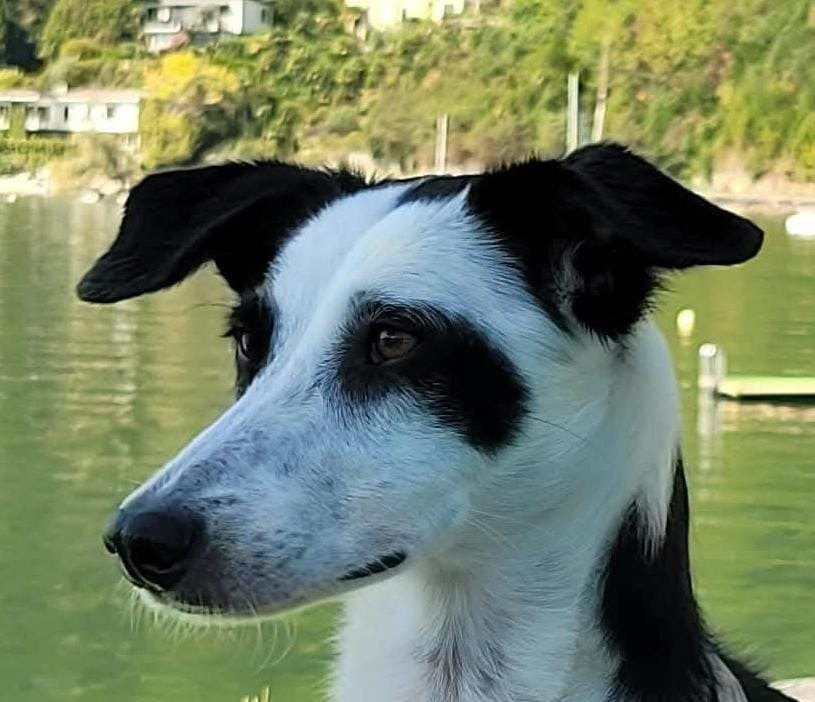 Derselbe junge Hund am Ufer eines Sees