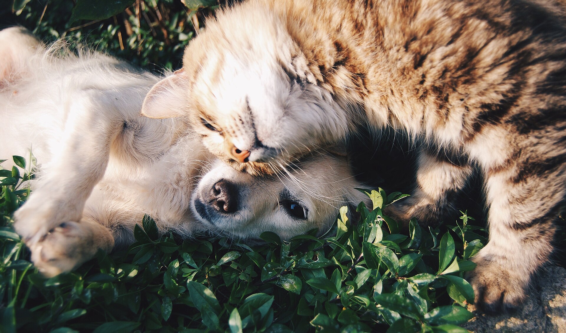 Hund und Katze liegen aneinandergeschmiegt im Gras