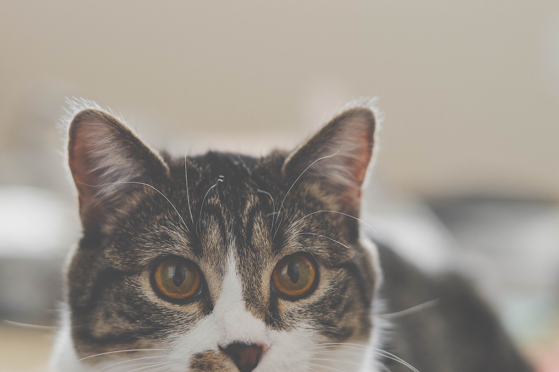 Porträt einer getigerten Katze